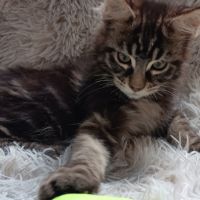 Chaton maine coon loof #3