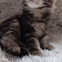 Chaton maine coon loof #4