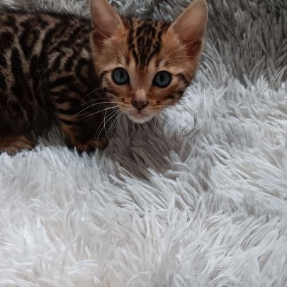 Chaton bengal #0