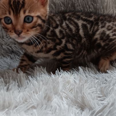 Chaton bengal #5