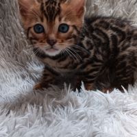 Chaton bengal #3