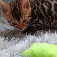 Chaton bengal #4