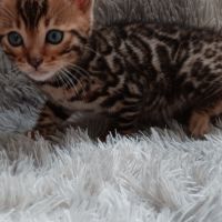 Chaton bengal #5