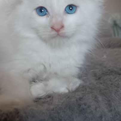 Maine coon chaton #1