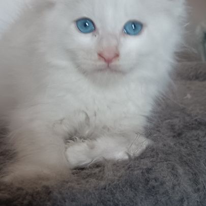 Maine coon chaton #2