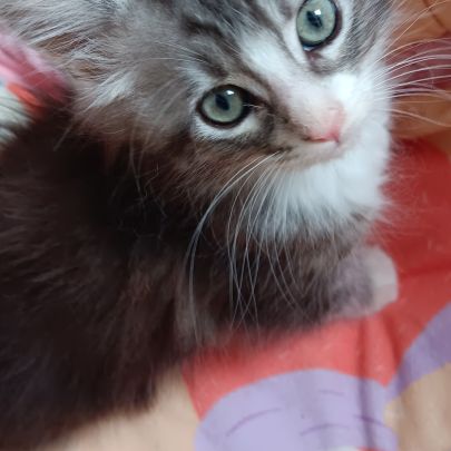 Maine coon chaton #5