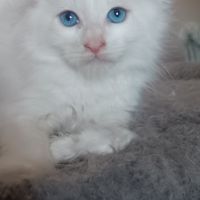 Maine coon chaton #1