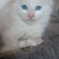 Maine coon chaton #2