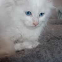 Maine coon chaton #3