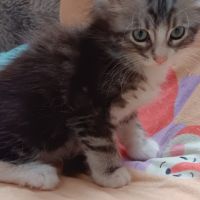 Maine coon chaton