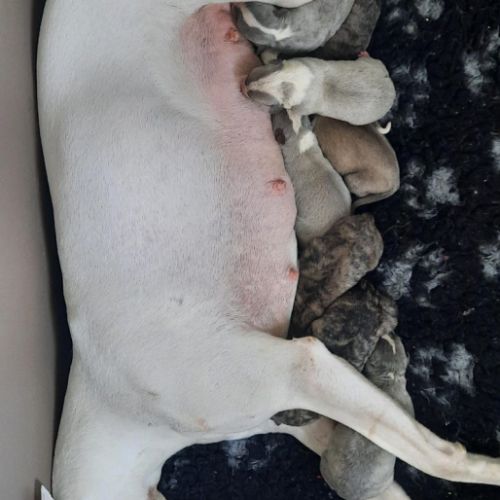 Whippet a reserver