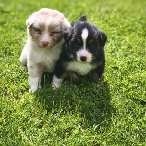 Chiots berger australien #1