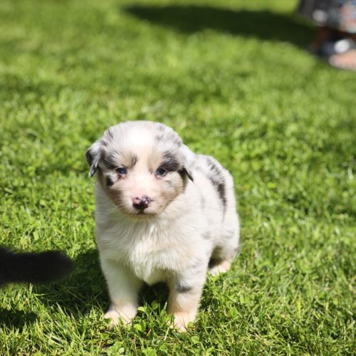 Chiots berger australien #2