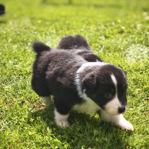 Chiots berger australien #4