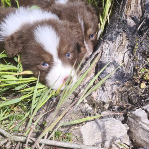 Chiots berger australien #5