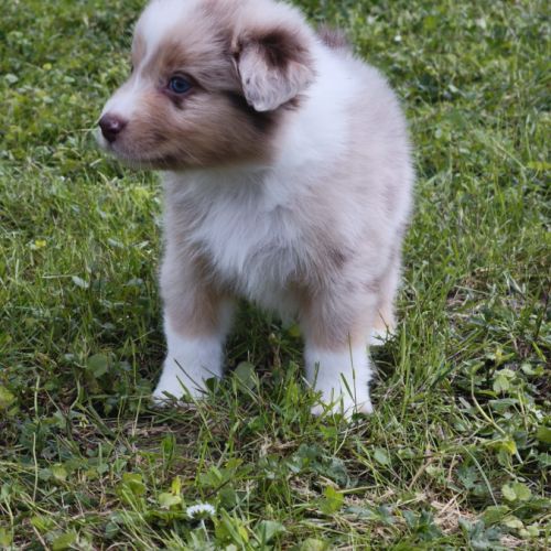 Chiots berger australien #7