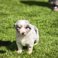 Chiots berger australien #2