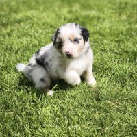 Chiots berger australien #3