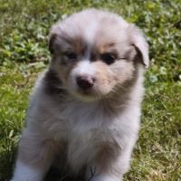 Chiots berger australien #0