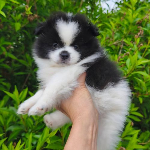 Chiot mâle spitz à réserver #3