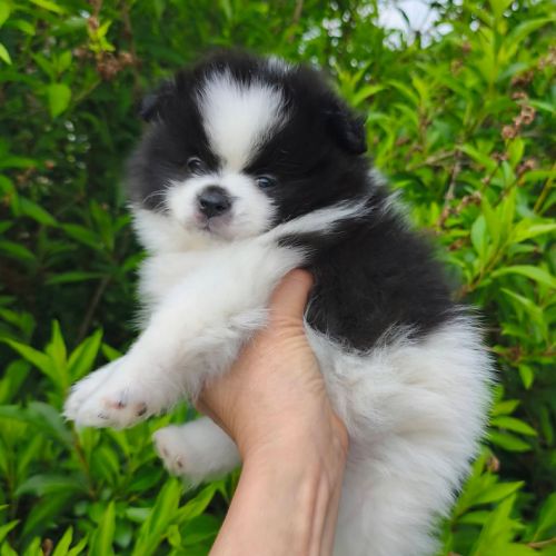 Chiot mâle spitz à réserver #4