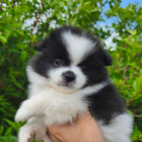 Chiot mâle spitz à réserver
