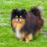 Chiot mâle spitz à réserver #1