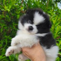 Chiot mâle spitz à réserver #5