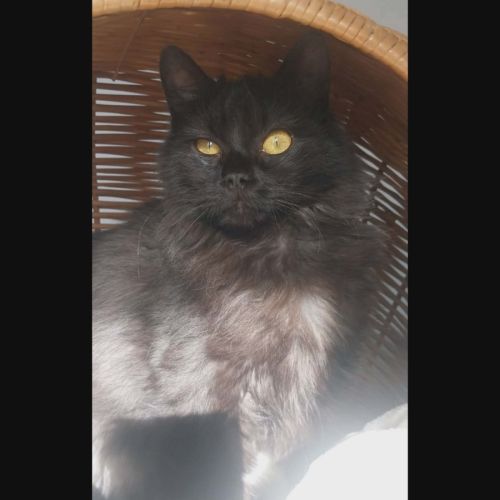 Loucha, adorable chaton à l'adoption