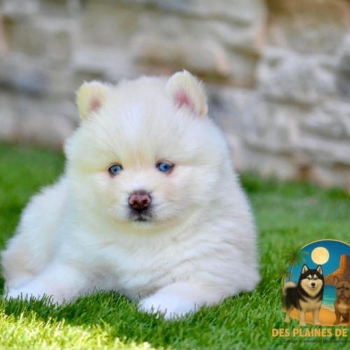 Femelles pomsky à réserver