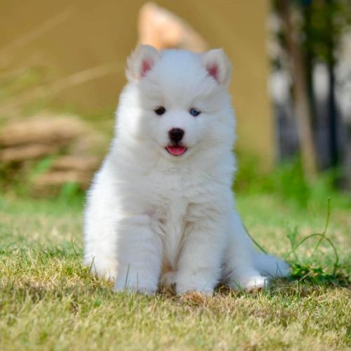 Femelle pomsky à réserver #3