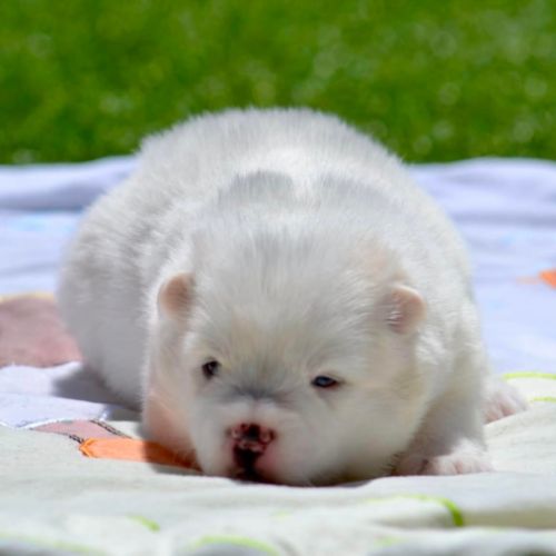 Femelles pomsky à réserver
