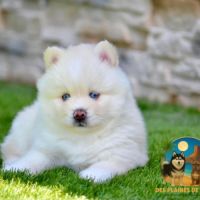 Femelles pomsky à réserver