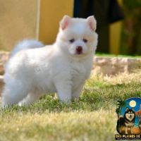 Femelles pomsky à réserver