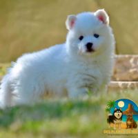 Femelle pomsky à réserver
