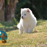 Femelle pomsky à réserver #2