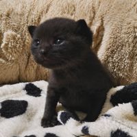 Baghera, adorable chaton à l'adoption