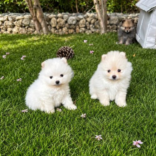 Spitz nain pomeranien , loulou de pomeranie