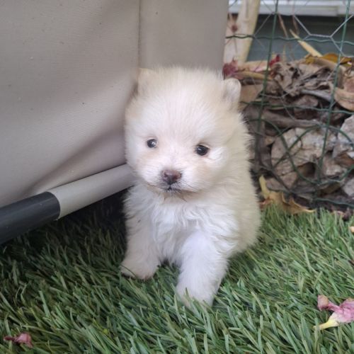 Spitz nain pomeranien , loulou de pomeranie