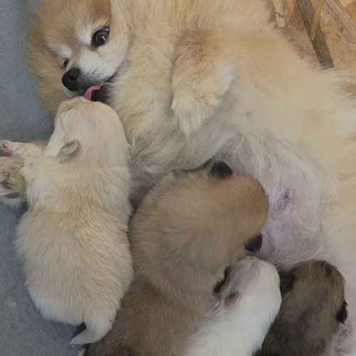 Spitz nain pomeranien , loulou de pomeranie