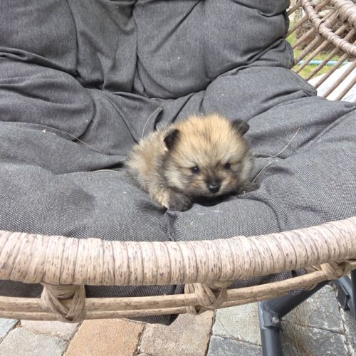 Spitz nain pomeranien , loulou de pomeranie