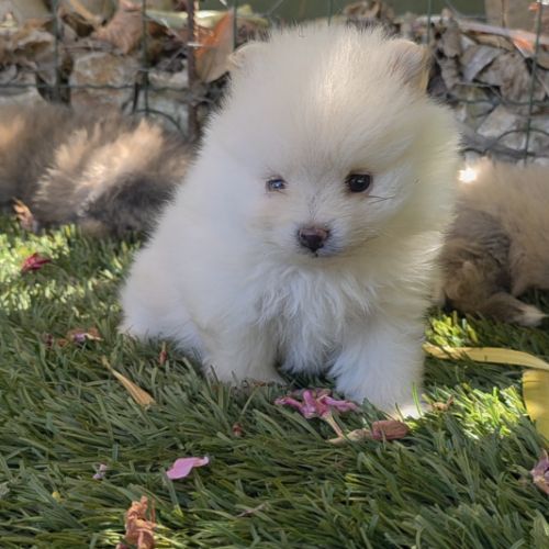 Spitz nain pomeranien , loulou de pomeranie