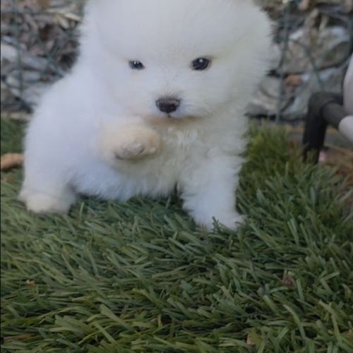 Spitz nain pomeranien , loulou de pomeranie