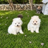 Spitz nain pomeranien , loulou de pomeranie