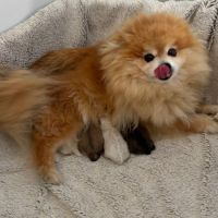 Spitz nain pomeranien , loulou de pomeranie