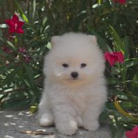 Spitz nain pomeranien , loulou de pomeranie