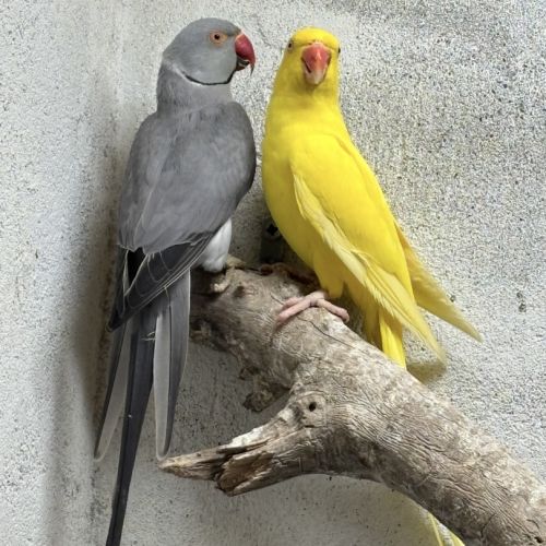 Couple perruche à collier #0