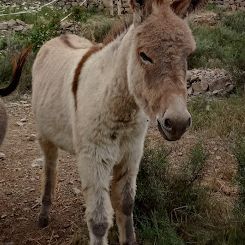 Anon de provence 8 mois