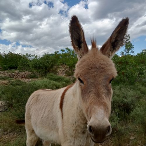 Anon de provence 8 mois #3