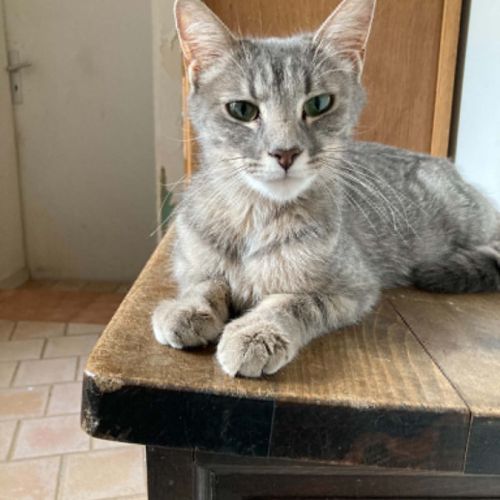 Clemence jeune chatte très facile à vivre #1